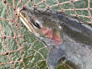 Guided Fishing Trips in Northern Michigan